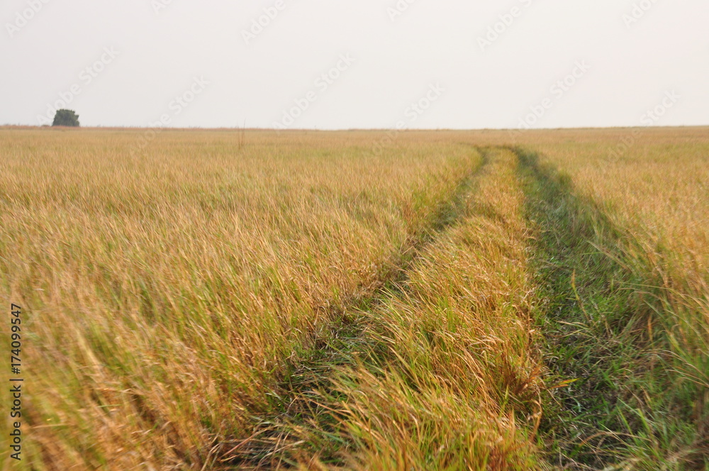 Fototapeta premium The African landscape. Mozambique