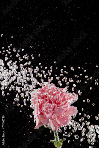 Red carnation flowers on a black background for cards and letters