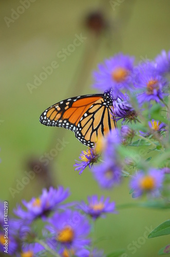Fall Asters and Monarch Butterfly