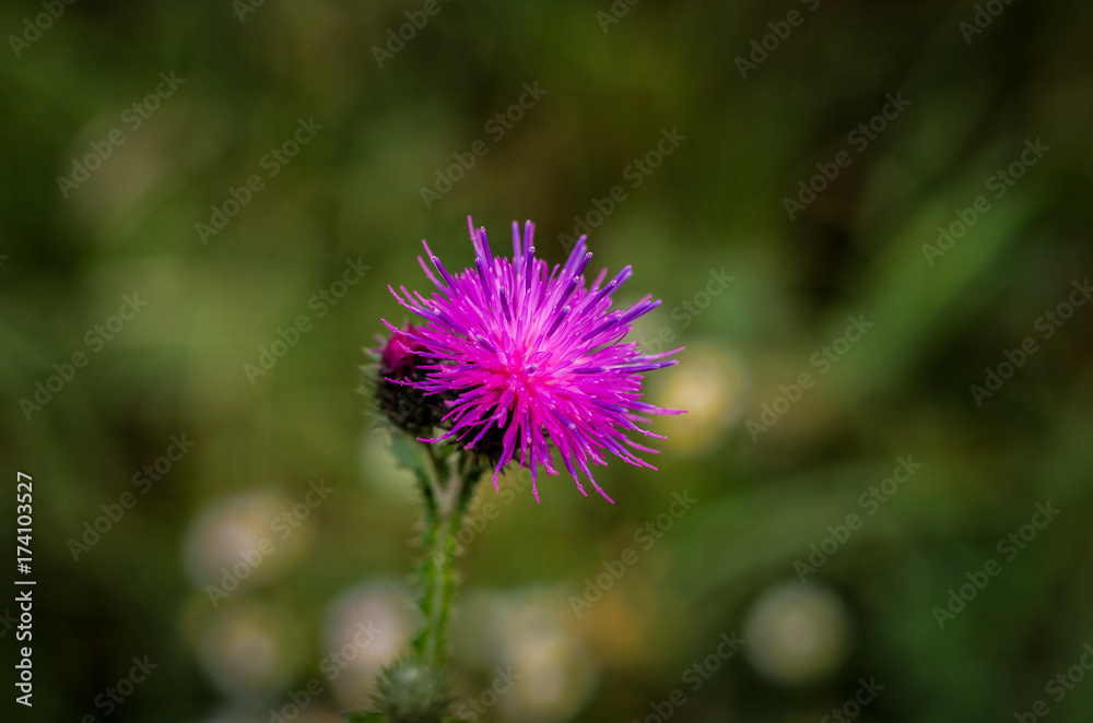 Cirsium vulgare. Meadow plant. Meadow flower. Cirsium vulgare. Meadow plant. Meadow flower.