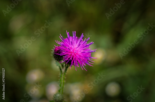 Cirsium vulgare. Meadow plant. Meadow flower.