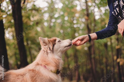 Siberian husky taking treatment