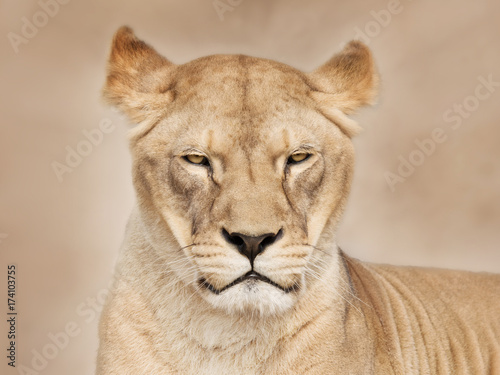 Mighty lioness