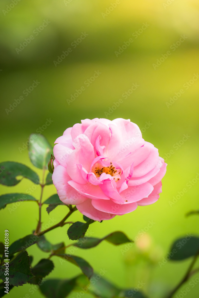 Obraz premium Roses in the garden