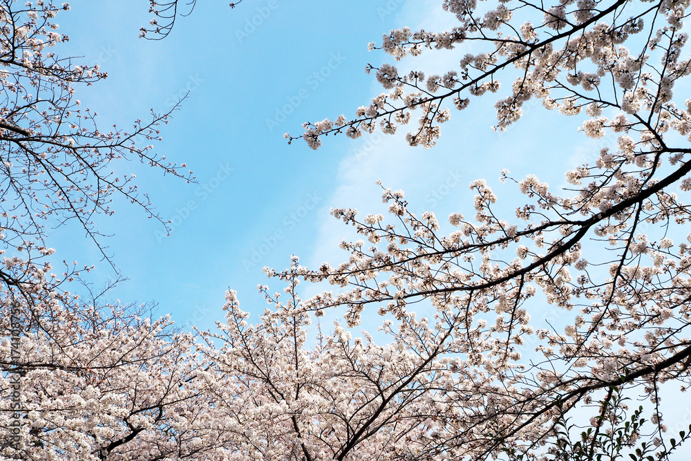 Cherry blossoms bloom on April in Japan.Tourist and leisure seasons of April.