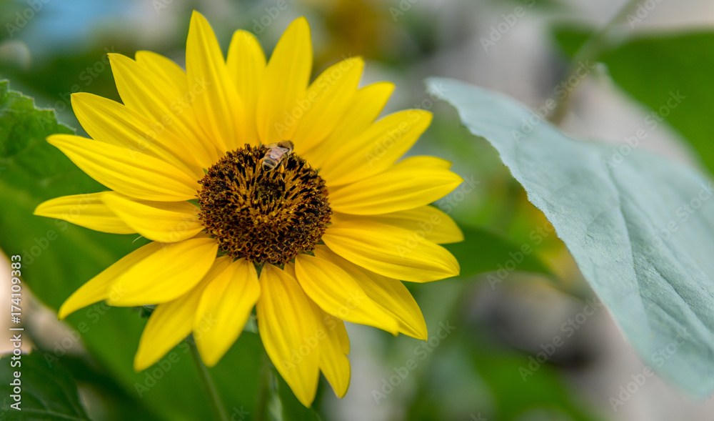 Sunflower with bee left of center Sunflower with bee left of center