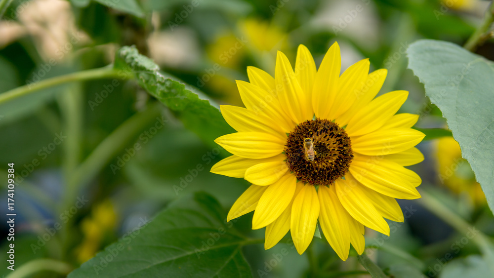 Fototapeta premium Sunflower with bee