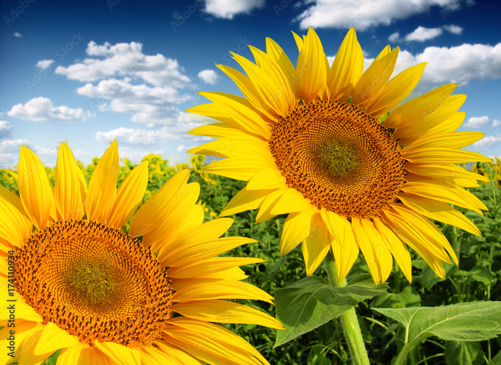 Fototapeta premium Beautiful sunflowers