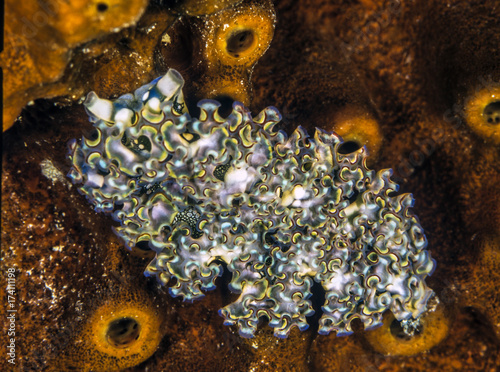 Elysia crispata,lettuce sea slug photo