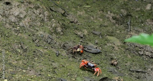 Fiddler Crab in wetland