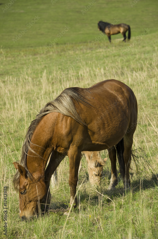 Fototapeta premium The pregnant horse and foal graze on the green pasture under the supervision of the leader of the herd.