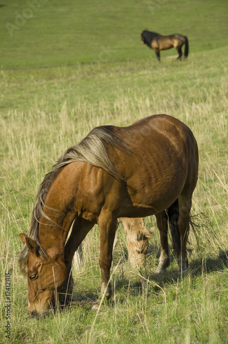 The pregnant horse and foal graze on the green pasture under the supervision of the leader of the herd. © Azat