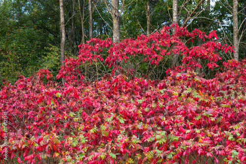 Sumac turns bright red in fall in Necedah National Wildlife Refuge in Wisconsin photo