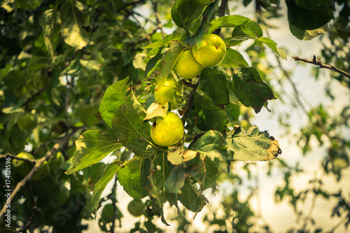 Fresh green apples hanging on a tree in Cyprus