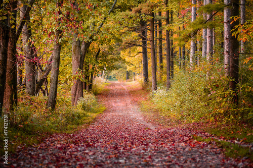 Walking Path in Autumn with colorful trees