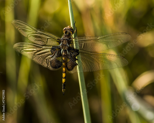 Black Saddlebags Dragonfly photo