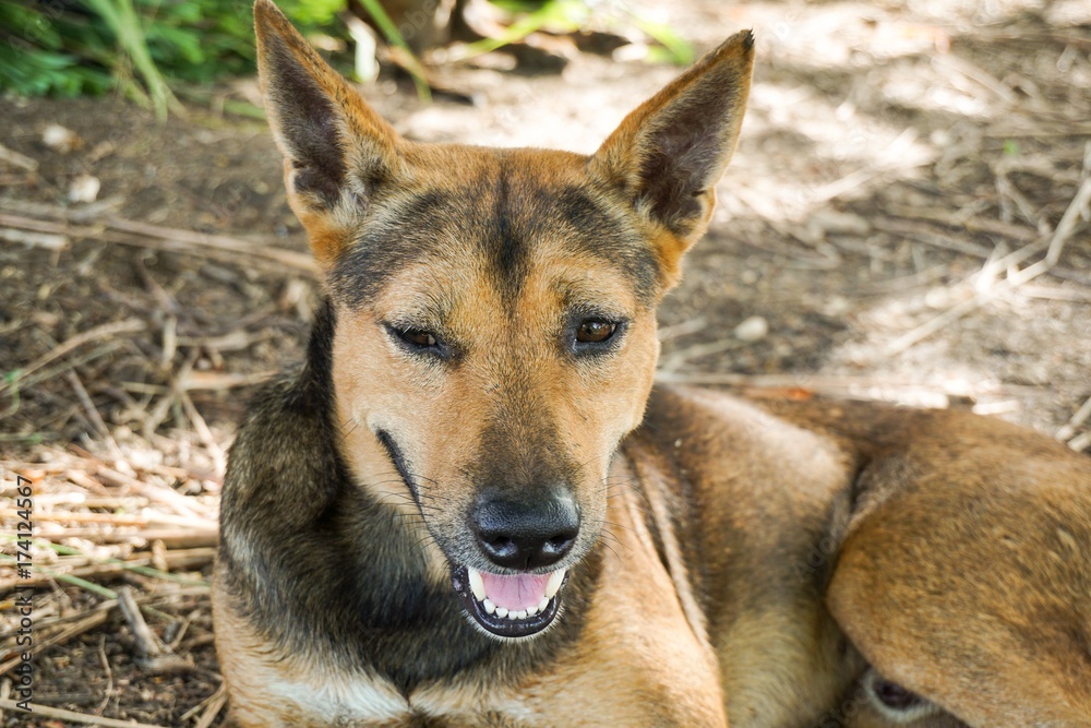 cute brown dog cute brown dog