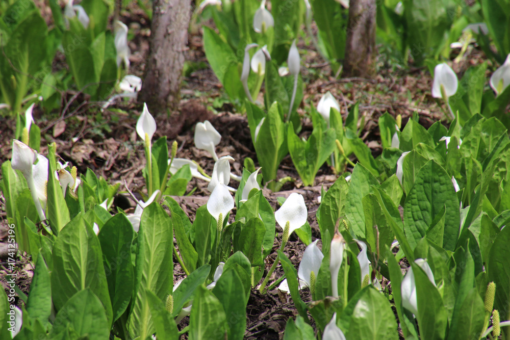 Obraz premium 馬入新田水芭蕉群生地（郡山市・湖南町）