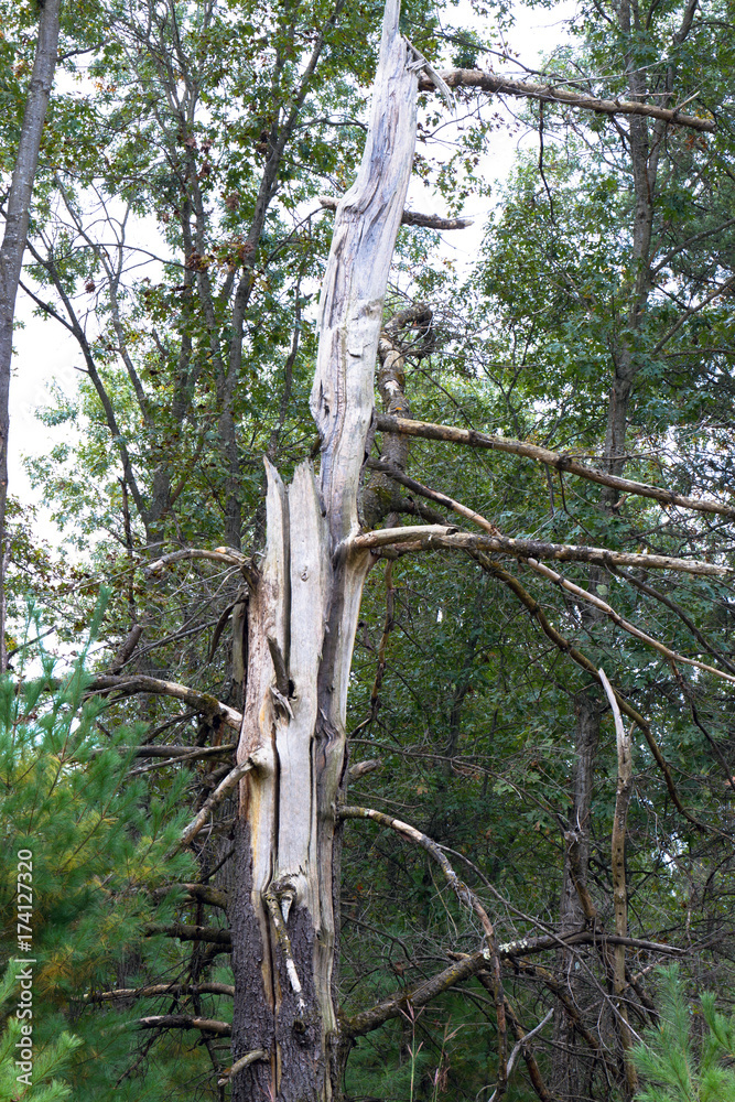 Fototapeta premium Snag dead tree provides habitat for woodpeckers in Necedah National Wildlife Refuge in Wisconsin