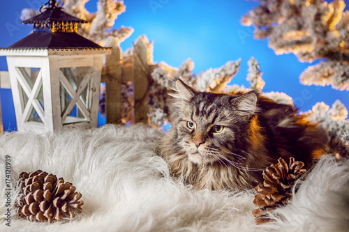 Cat in the new year. The ca...