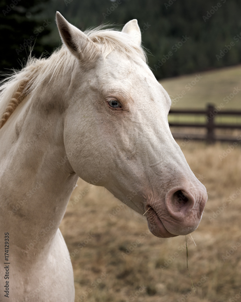 Fototapeta premium Portrait of a beautiful horse.