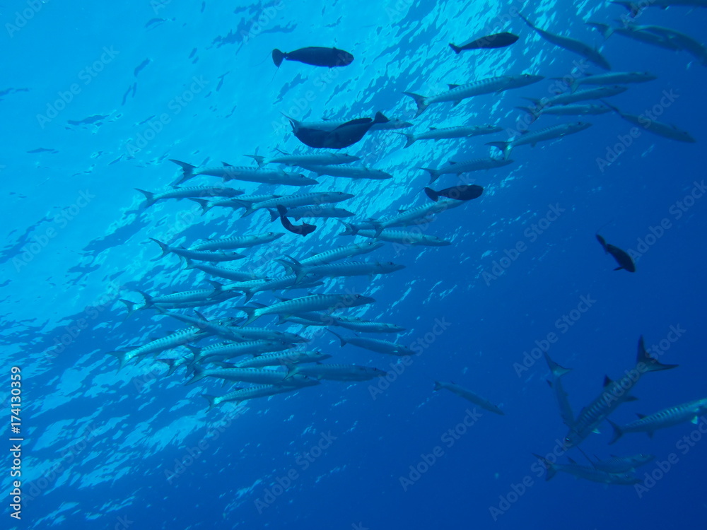 Obraz premium School of barracudas in Sabah, Malaysia