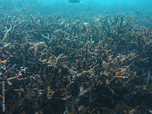 Coral reef area at Sabah, Malaysia