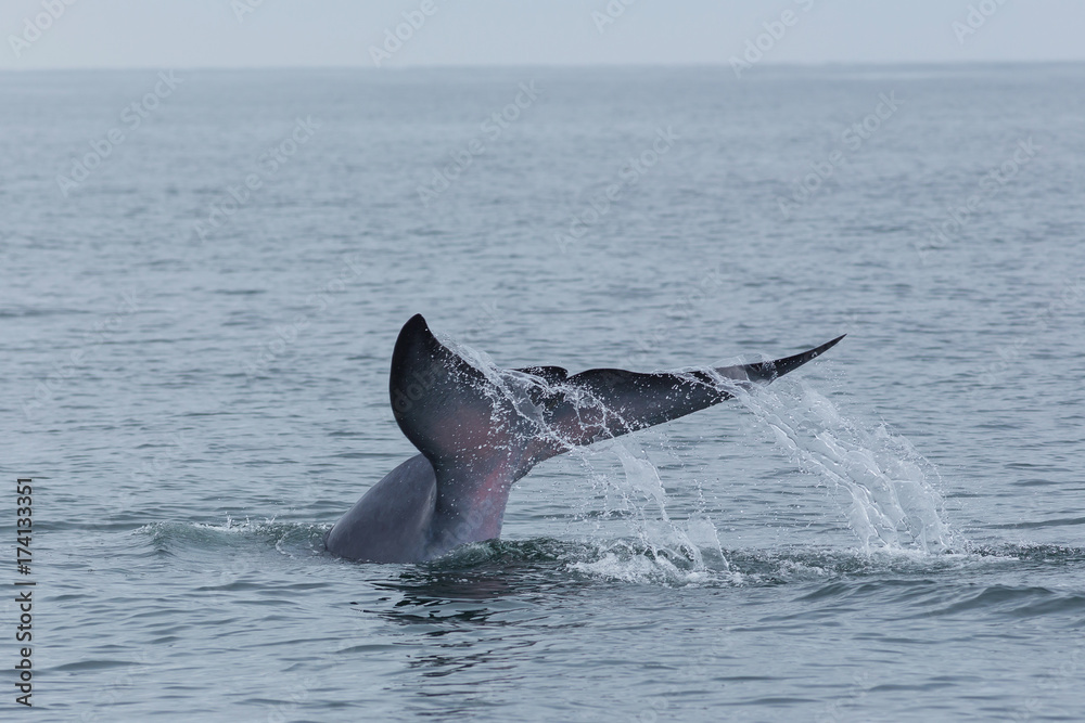 Fototapeta premium Bryde's whale, Eden's whale feeding small fish, Whale in gulf of Thailand