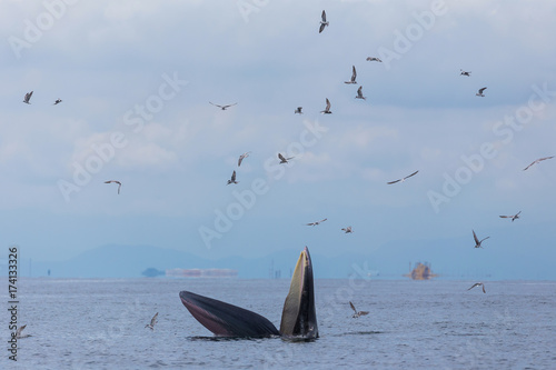 Bryde's whale, Eden's whale feeding small fish, Whale in gulf of Thailand