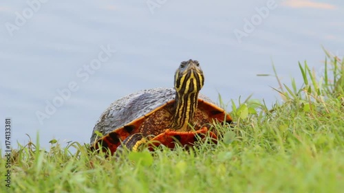 Turtle on the grass by a lake.