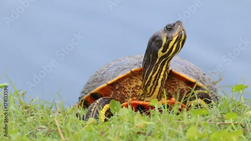 Turtle on the grass by a lake.