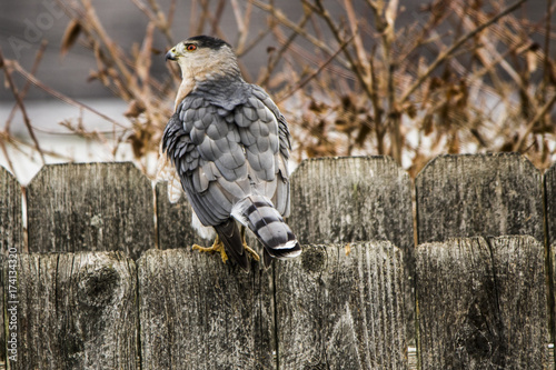 Cooper's Hawk on a Fence photo