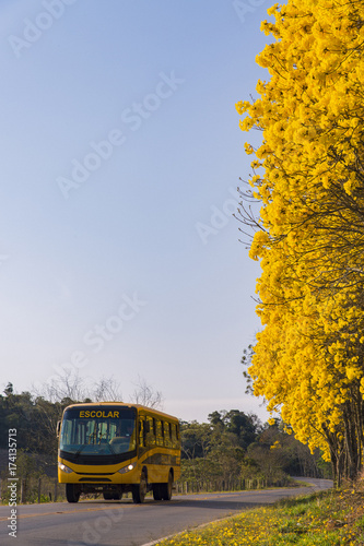 school bus traveling on a beatiful road with yellow trees