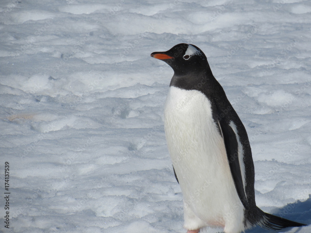 Obraz premium antartica