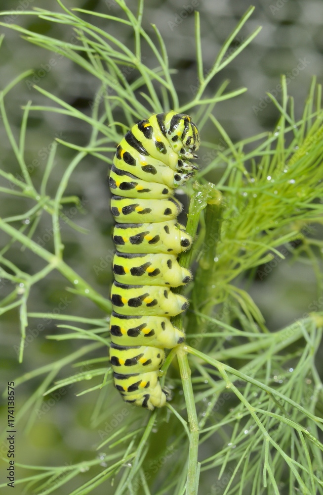 Naklejka premium Сaterpillar (Papilio xuthus) 1