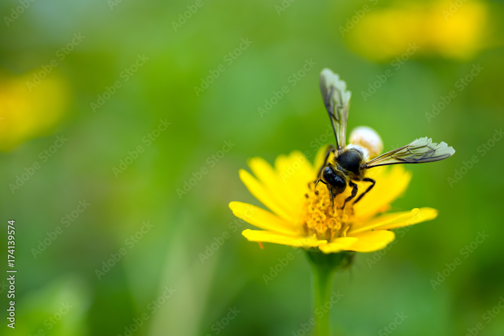 Bee pollen Bee pollen