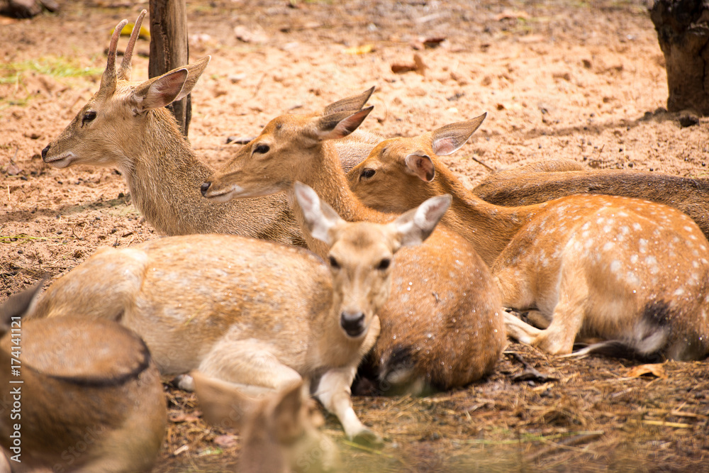 Fototapeta premium Deer