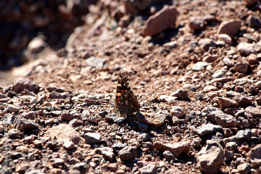butterfly in the desert of death valley in California, USA