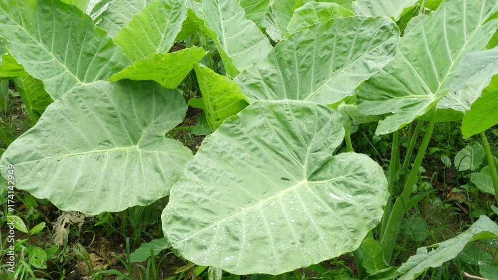 taro farm and elephant ear farm plantation are watered by sprinkler.
farmers plant for sell shoots, heads and stems for food.
taro farm and elephant ear farm plantation are watered by sprinkler.
farmers plant for sell shoots, heads and stems for food.