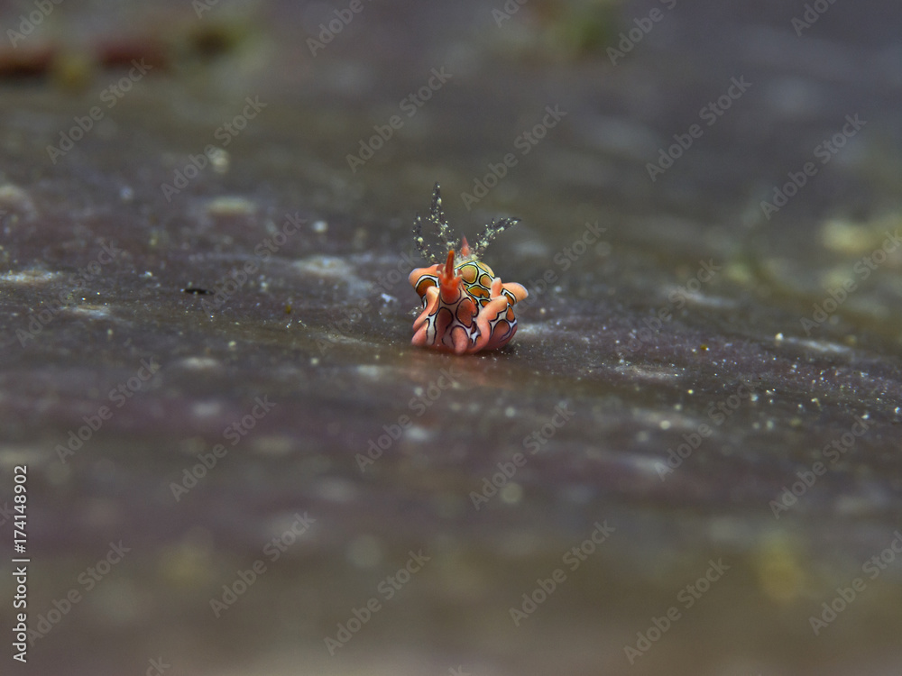 Fototapeta premium Psychedelic Batwing Slug, Psychedelische Fledermausschnecke (Sagaminopteron psychedelicum)