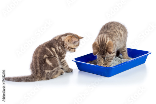 Fototapeta Naklejka Na Ścianę i Meble -  Funny kittens sitting in a cat toilet isolated on white