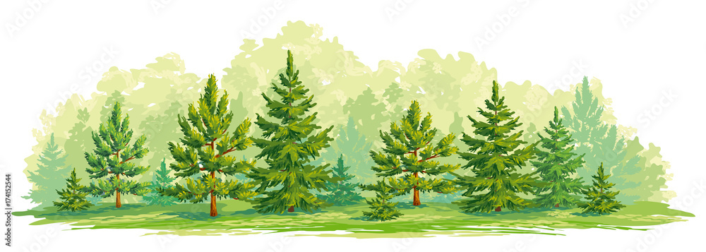 Young forest of pine and fir trees- vector graphic - obrazy, fototapety, plakaty 