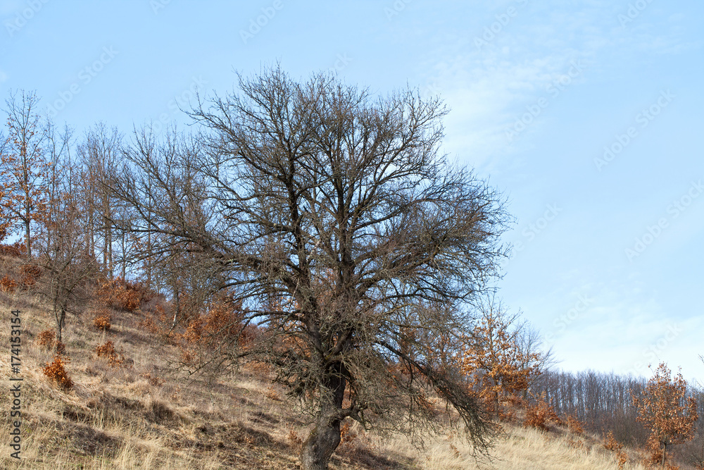 Dry trees and sky in Transilvania