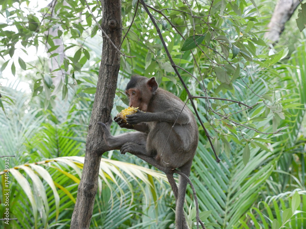 Fototapeta premium Małpa Tajlandia