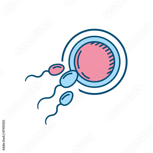 fertility reproduction of ovum and spermatozoon