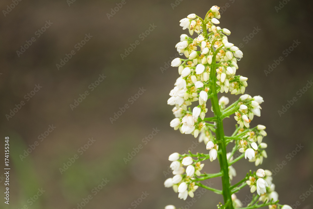 Closeup of White herbal flower buds of Xiphidium caeruleum Aubl plant with defocus background in the garden, Thailand Closeup of White herbal flower buds of Xiphidium caeruleum Aubl plant with defocus background in the garden, Thailand