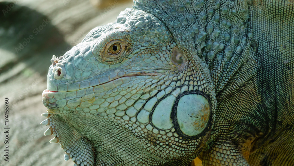 Green iguana ordinary Green iguana ordinary
