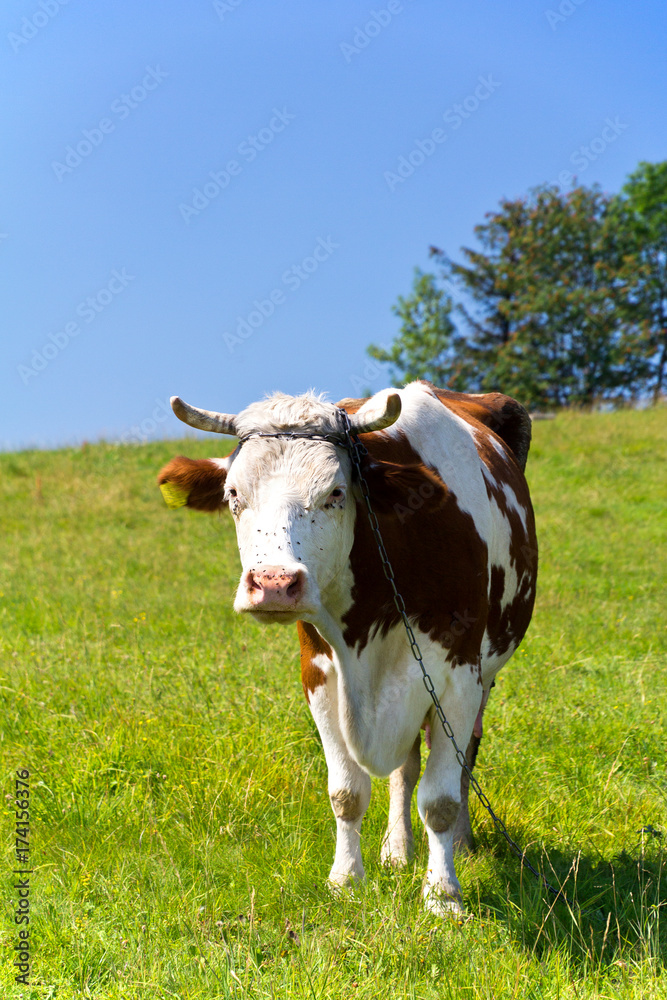 single cow on the chain standing on green meadow on blue sky background