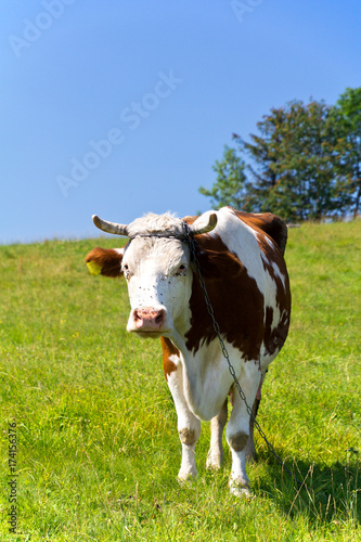 single cow on the chain standing on green meadow on blue sky background