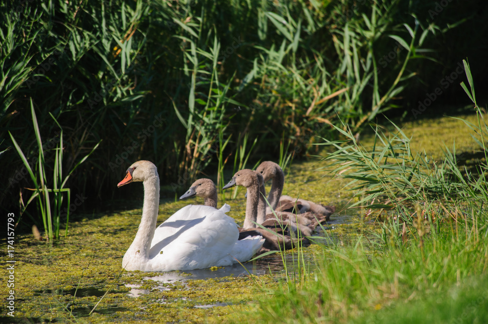 Obraz premium Swan with Young Swimming
